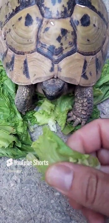 I had a turtle in my house - Back in 2020