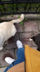 I had to pet them, they gave me a warm welcome | Istanbul