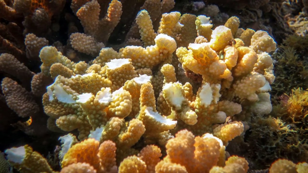 parrot fish - parrot fish _ parrot fish | parrot fish