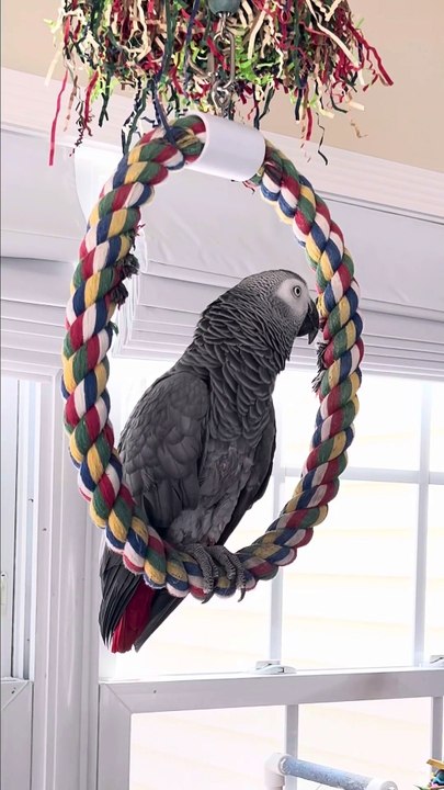 african grey parrot - african grey parrot _ african grey parrot | african grey parrot