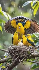 "Protective Parental Love: Birds Shielding Chicks in the Rain"