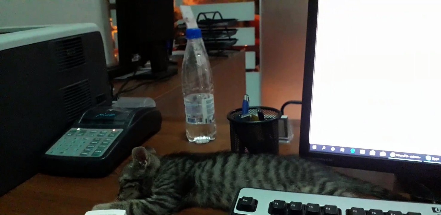The neighbour's cat in my office - Back in 2019