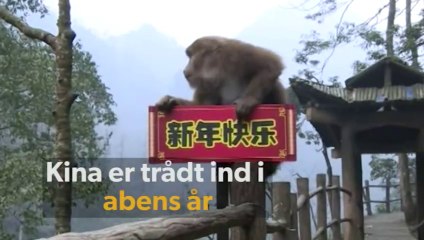 Kina fejrer nytår: Vær velkommen herrens abe-år |2016| DR
