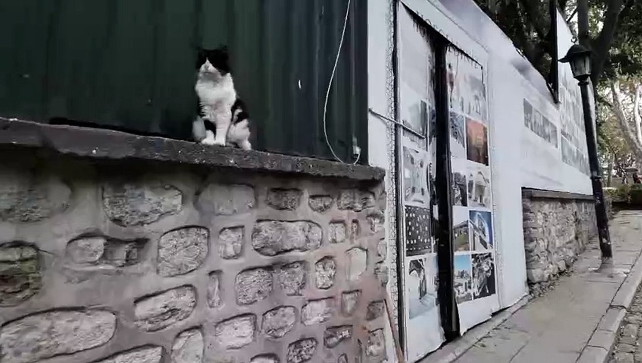 Do You Speak English | Cat in Istanbul