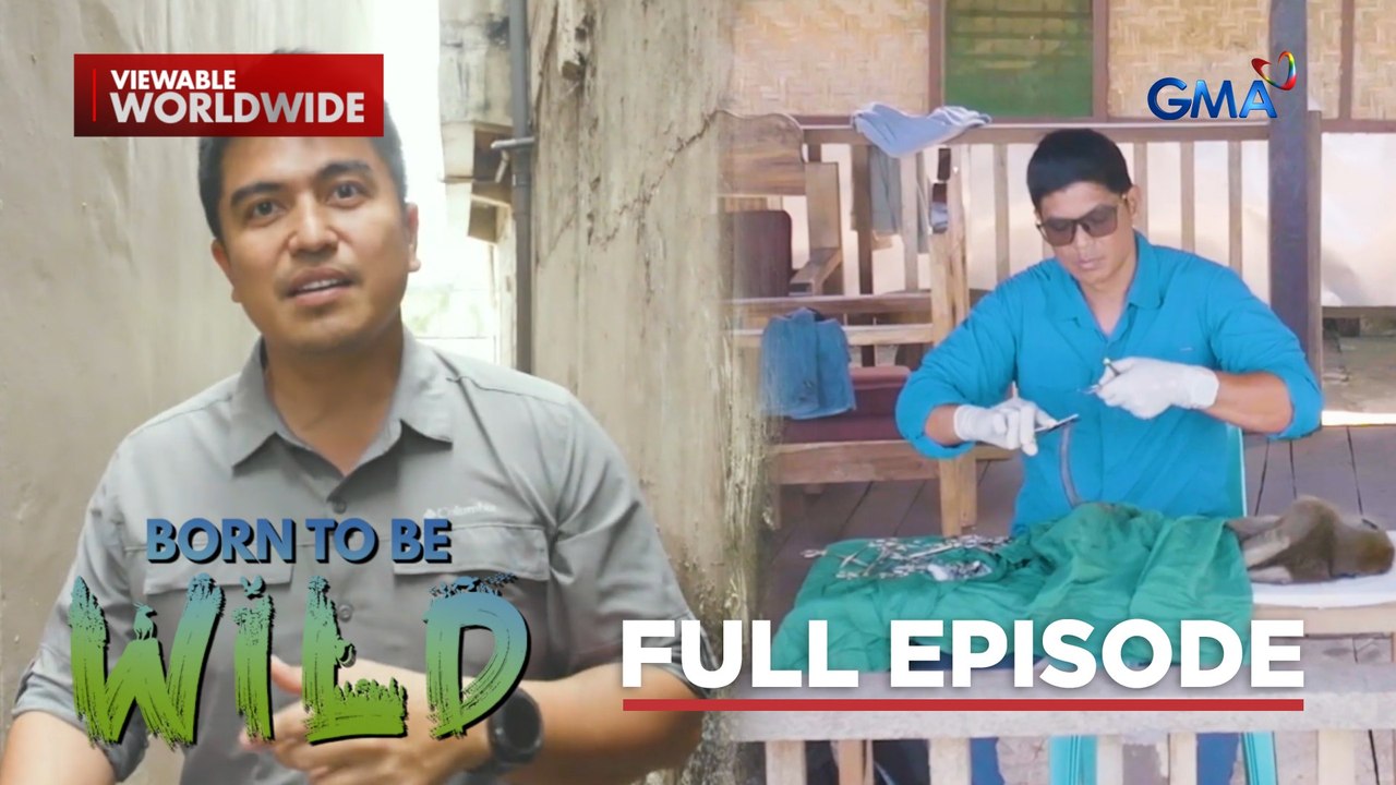 How War and Deforestation Disrupt Wildlife (Full Episode) | Born to be Wild