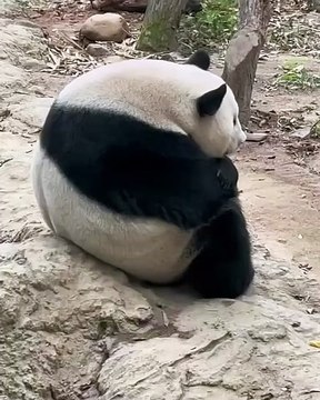 🐼 Explore the adorable world of Pandas! 🌱 In this captivating video, we d