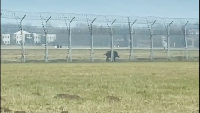 Torino, cinghiale sulle piste di Caselle: volo da Brindisi dirottato a Malpensa