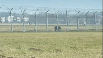 Torino, cinghiale sulle piste di Caselle: volo da Brindisi dirottato a Malpensa