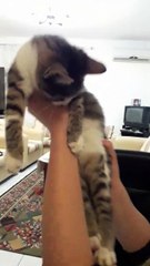 Piqi the Boss and we, the servants | Back in 2020