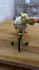 Sultan papağanı Oyun Oynama becerileri