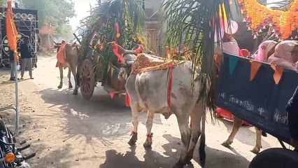 पुराने परंपराओं को कायम रखने के लिए मंदसौर में एक भाई बैल गाड़ियों के जरिए अपनी बहन के यंहा शादी में मोसारा लेकर पहुंचा