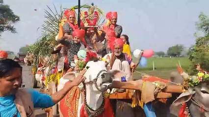 पुराने परंपराओं को कायम रखने के लिए मंदसौर में एक भाई बैल गाड़ियों के जरिए अपनी बहन के यंहा शादी में मोसारा लेकर पहुंचा