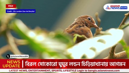 ১৯৭১ সাল থেকে আর দেখা যায়নি! বিরল সোকোরো ঘুঘুর লন্ডন চিড়িয়াখানায় আগমন