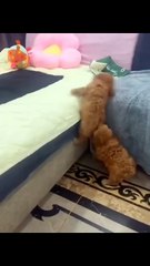 Du gehst zuerst, ich helfe dir hoch...