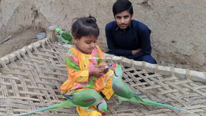 Brave Entertainment Cute Baby & Parrots || 19 January 2025