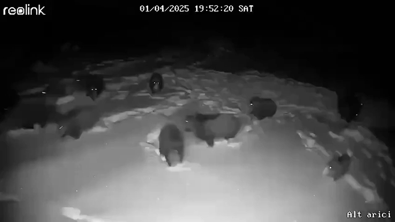 Pack of wolves hunt pack wild boars