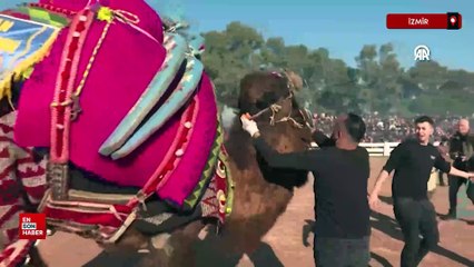 İzmir'de 43. Efes Selçuk Deve Güreşi Festivali yapıldı