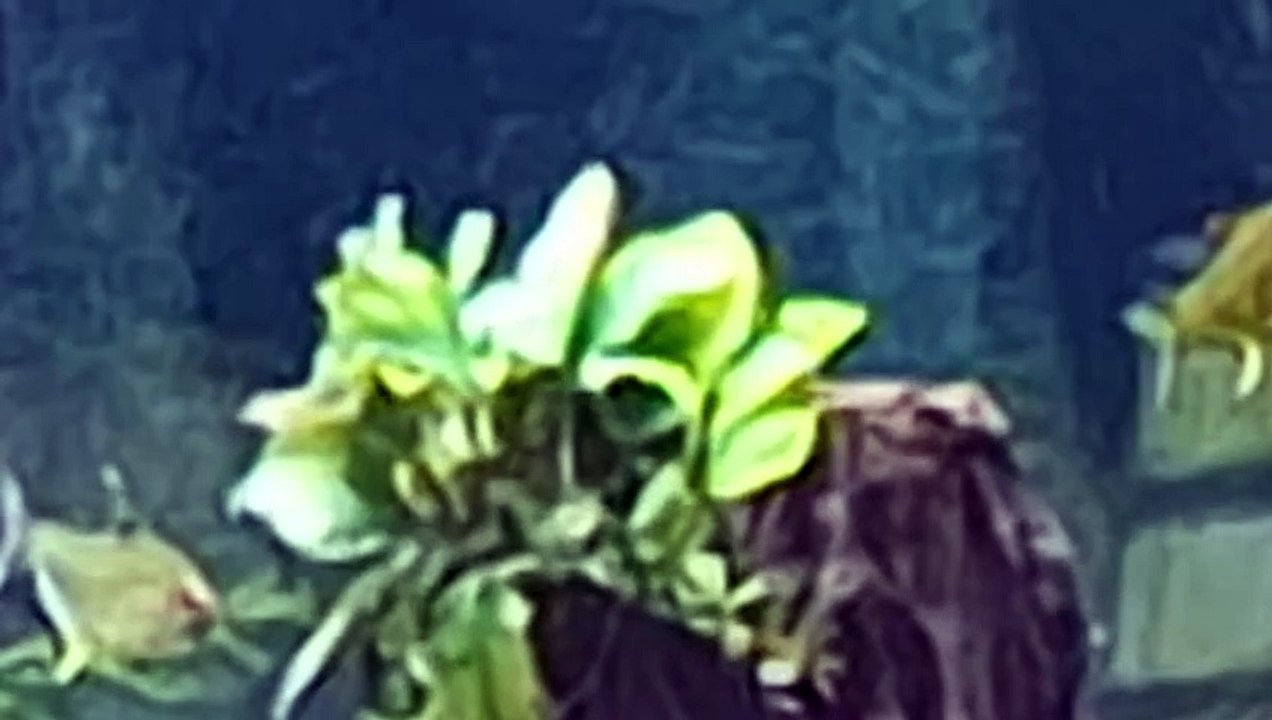 sprudelndes Esogeplätscher: me in this world, in a jungle-like nutshell