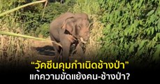 “วัคซีนคุมกำเนิดช้างป่า” แก้ความขัดแย้งคน-ช้างป่า?