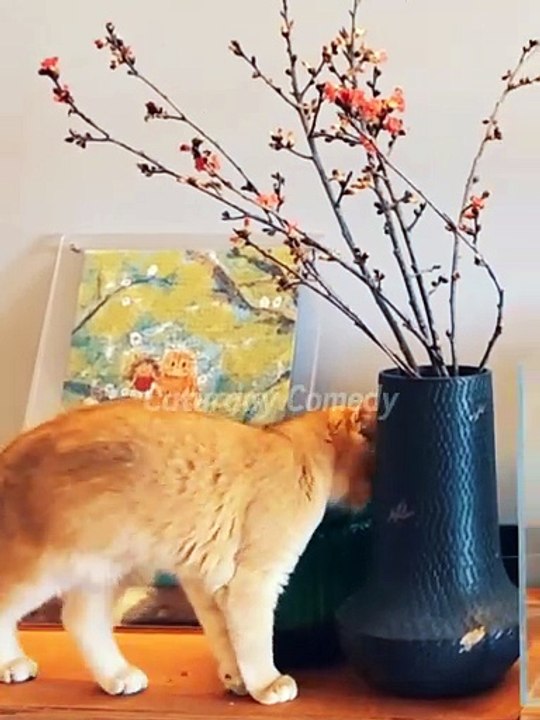 Funny Videos