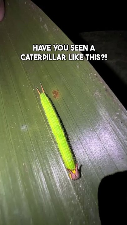 Amazing video BUNNY EARS