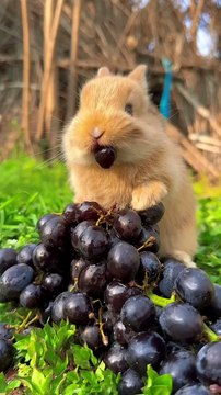 Bunny taste grapes