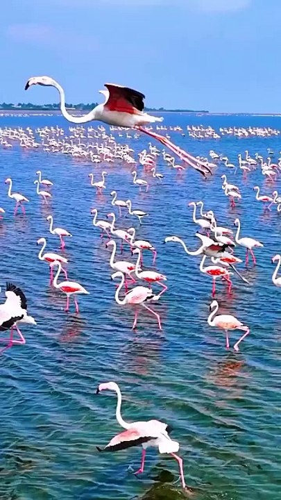 captures a mesmerizing scene of countless flamingos gathered at Pulicat Lake, India