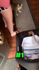 The Right Way to Introduce Your Cat to a Baby (Avoid These Mistakes!)