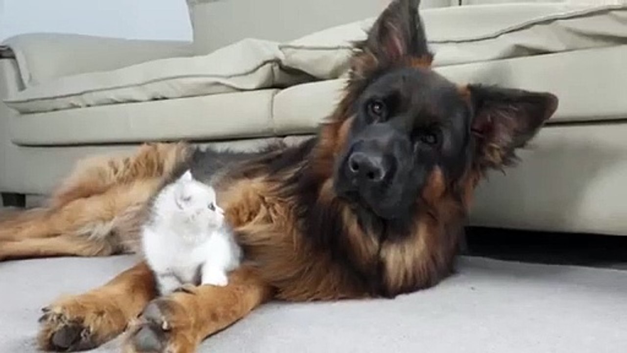 Kitten Goes From Being Afraid of German Shepherd to Snuggling to Sleep(Heartwarming Transformation)