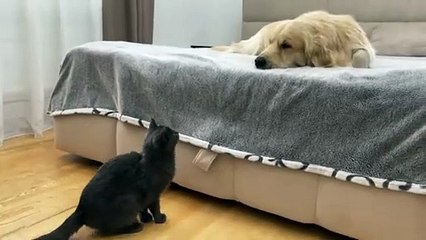 How a Black Cat Wakes Up a Golden Retriever