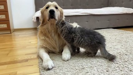 Fluffy Cat Raised by Golden Retriever Starts Acting Like a Puppy!!