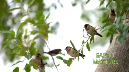 Backyard Birds(Passer domesticus)