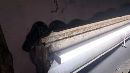PHED के पंप हाउस पर पहुंचा 6 फ़ीट लम्बा अजगर, देखे कैसे छिप कर बैठा था ट्यूबलाइट पर Indian Rock Python