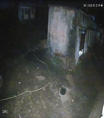 मध्यप्रदेश छत्तीसगढ़ सीमा पर मौजूद है बाघिन