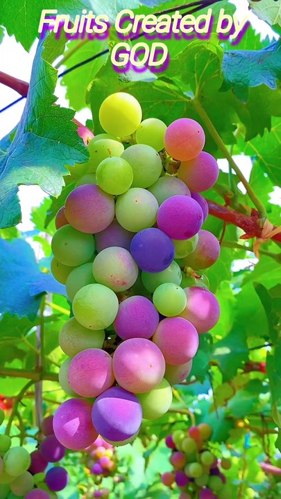 Fruits created by God