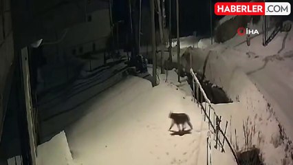 Kırmızı Listedeki Vaşak Bayburt'ta Görüntülendi