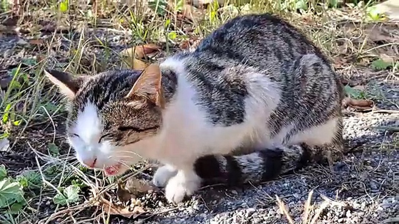 A cute street cat finds something on the ground and eats it.