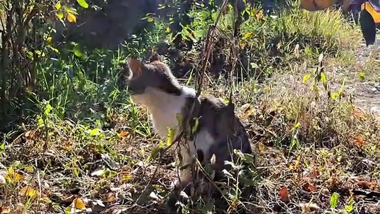 A male cat living on the street is caressing himself under a tree.