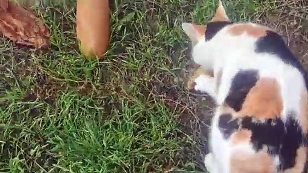 I gave chicken meat to a pregnant street cat.