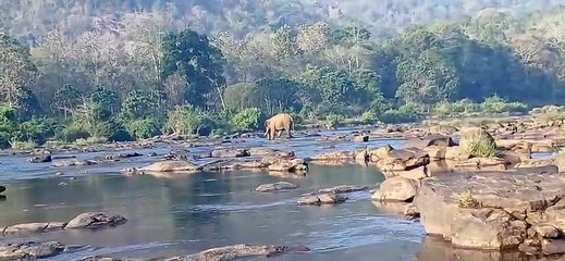 അതിരപ്പള്ളിയില്‍ മസ്‌തകത്തില്‍ മുറിവേറ്റ ആനയെ മയക്കുവെടിവയ്ക്കാനുള്ള ശ്രമം വിഫലം; കണ്ടെത്താനായി തെരച്ചിൽ
