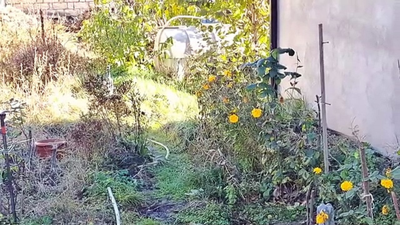 A male stray cat. I feed this stray cat all the time.