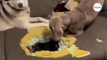 Psy wygryzły wielką dziurę w sofie. Kiedy opiekun odkrył przyczynę, wszystko im wybaczył (video)