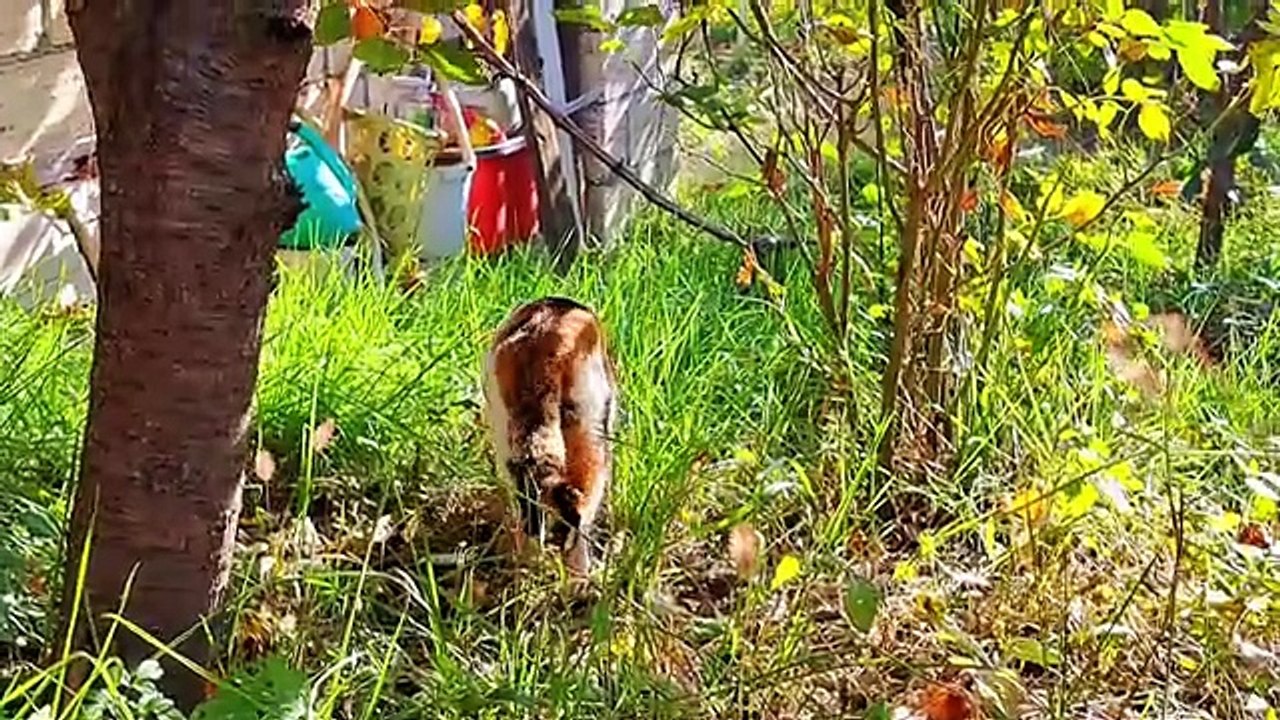 Pregnant cat resting in the autumn sun.