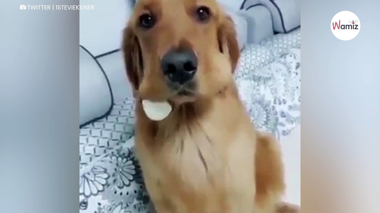 Labrador kradnie jajka ze stołu i próbuje udawać niewiniątko: padniecie ze śmiechu (video)