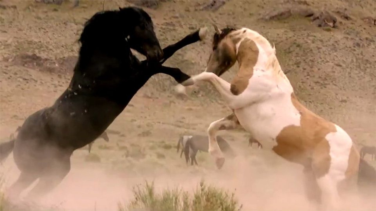 Free Spirit - Mustangs in Gefahr Trailer OV