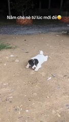 Glaubst du, ich liege da wie ein Schweinebraten...