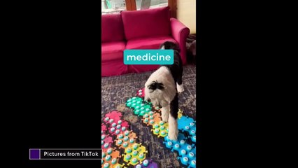 Biden is leaving US TikTok ban for Trump to decide