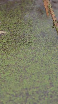 Artesanos japoneses tradicionales