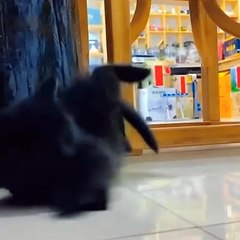 VIRAL!!! See The Cat Is Very Sleepy