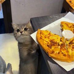 VIRAL!!! Cat Asks to Eat Pizza